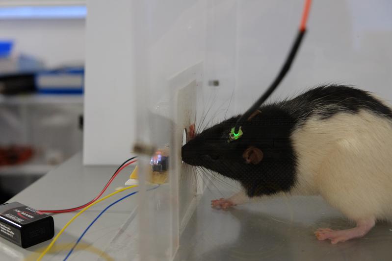 Eine Ratte im Experiment: Sie berührt mit der Nase einen Hebel und löst damit einen Lichtimpuls aus, der gezielt ihr Belohnungszentrum anregt, welches dann das Glückhormon Dopamin ausschüttet. 