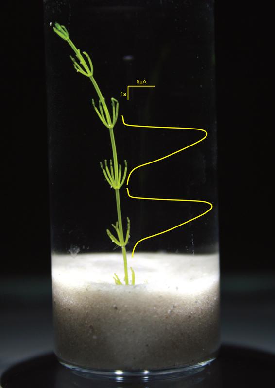 The algae species Chara braunii uses electrical potentials to transmit signals over longer distances (several centimetres) in its body. It is still unknown which ion channels are involved in this.