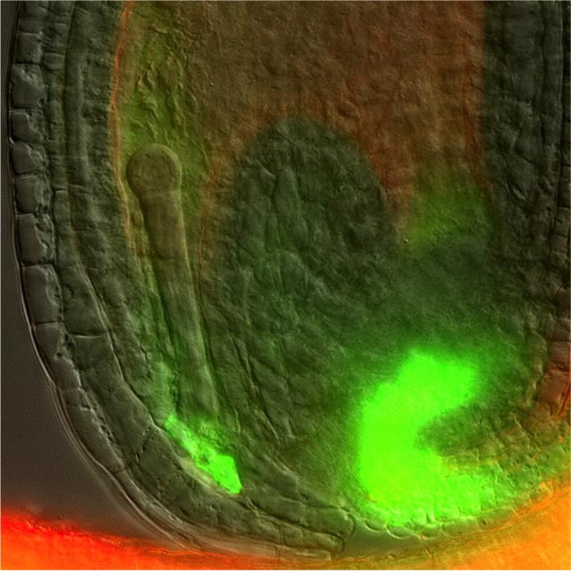Arabidopsis Samen in der frühen Entwicklung: Auxin (hier in grün) wird im mütterlichen Gewebe in der Nähe des jungen Embryos produziert und reichert sich dort an. 