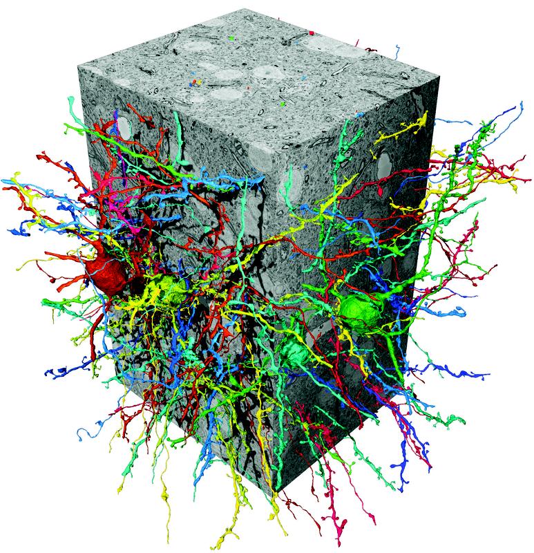 Rekonstruktion von Nervenzellen aus einem Elektronenmikroskopie-Datensatz mit Hilfe der flood-filling networks (FFN).