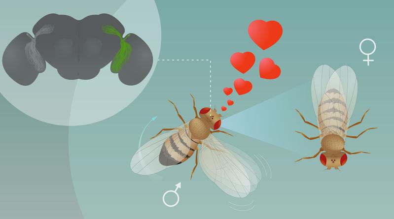 Neurobiologen zeigen, dass die Visuellen Projektionsneuronen LC10 eine Voraussetzung dafür sind, dass Fruchtfliegenmännchen ein Weibchen erkennen und visuell verfolgen können.