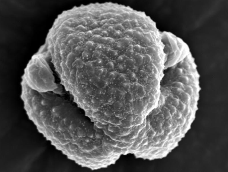 REM-image of an Artemisia pollen.
