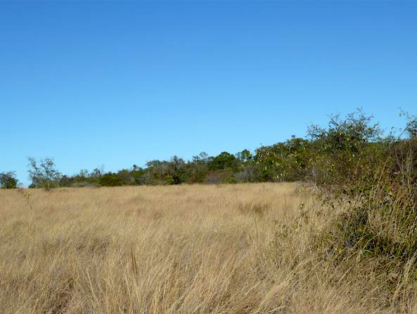 Waldrand mit Übergang zur Savanne im Studiengebiet Nationalpark Ankarafantsika, Nordwest-Madagaskar. 
