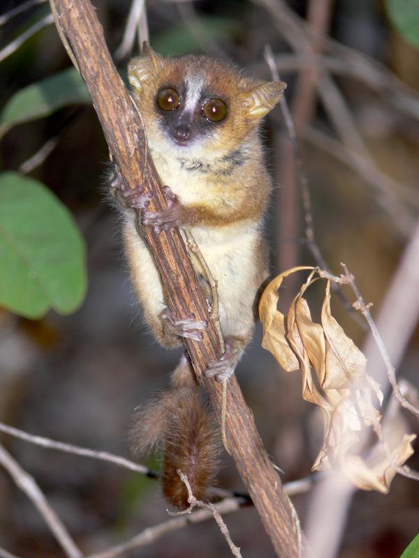 Goldbrauner Mausmaki (Microcebus ravelobensis). 