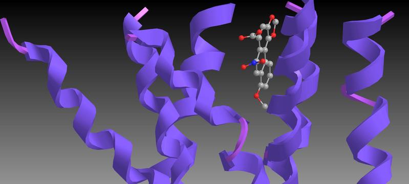 3D-Modell: Das Bild zeigt Aristolochiasäure in der Bindungstasche des TAS2R14.