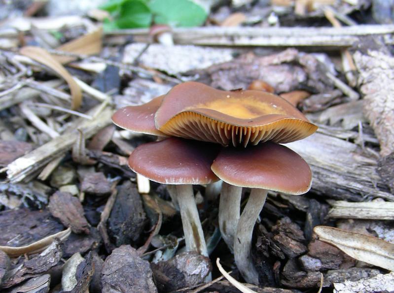 Pharmazeuten der Uni Jena erforschen Zauberpilze wie, hier zu sehen, Psilocybe cyanescens, auch Blauender Kahlkopf genannt. Dieser produziert den bewusstseinserweiternden Wirkstoff Psilocybin. 