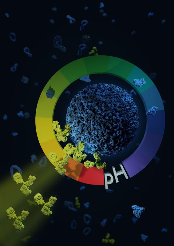 Combining a tiny drug capsule with antibodies under acidic conditions results in the antibodies attaching to the drug carrier in a stable way. This makes targeting for nanocarriers possible