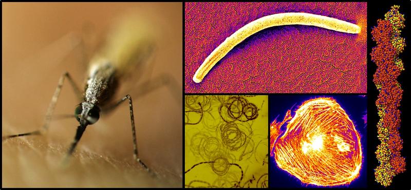 Mücken (links) injizieren Malaria-Parasiten (oben Mitte). Diese bewegen sich schnell (unten Mitte), indem sie ein Protein verwenden, das auch in Säugetieren (unten rechts) vorkommt: Aktin (rechts). 