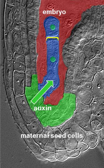 The hormone auxin accumulates in the area of the seed where the embryo is connected to the maternal tissue.