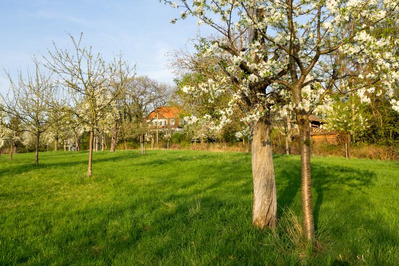 Streuobstwiese in Dresden-Plauen: Stadtnatur erbringt unterschiedliche Leistungen, die der Mensch für sich nutzen kann, aber auch schützen und bewahren muss.