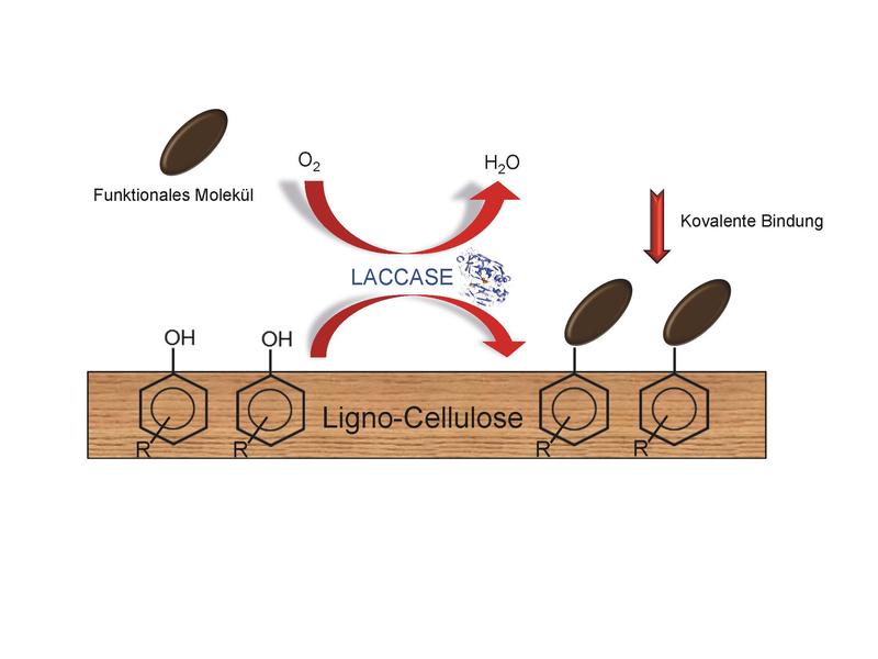So verändert die Laccase die Holzoberfläche: Ein gewünschtes Molekül wird mit Hilfe des Enzyms chemisch an die Cellulose im Holz gebunden. Grafik: Empa 