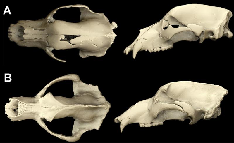 Micro-CT reconstructions of A) a subadult male skull of Deninger’s bear from the Iberian Peninsula and B) an adult male skull of a classic cave bear. The skulls are similar in many respects.