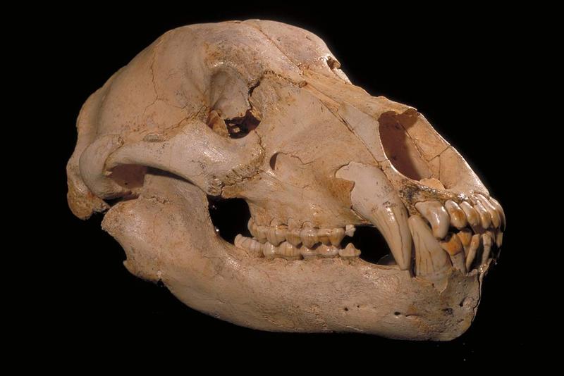 Vollständiger Schädel und Unterkiefer eines Deninger Bären aus Sima de los Huesos in Spanien.