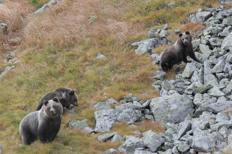 Eine Bärin streift mit ihren beiden Jungen auf der Suche nach Heidelbeeren umher. Aufgenommen im September im Tatra-Gebirge, Polnische Karpaten.