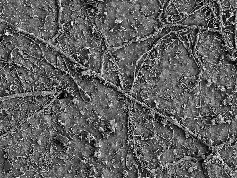 Nach wenigen Wochen im Boden besiedelten bereits zahlreiche Mikroorganismen die Oberfläche der PBAT-Folie und hatten mit dem biologischen Abbau des Polymers begonnen. (Elektronenmikroskopie-Bild)