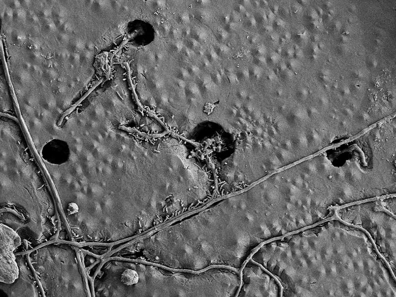 Pilzfäden besiedeln die Oberfläche der PBAT-Folie und nutzen deren Kohlenstoff für den eigenen Stoffwechsel. (Elektronenmikroskopie-Bild) 