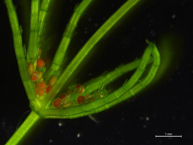 Quirl einer Armleuchteralge mit Reproduktionsorganen. Der für Algen komplizierte Körperbau deutet die relativ nahe Verwandtschaft zu den Landpflanzen an. 
