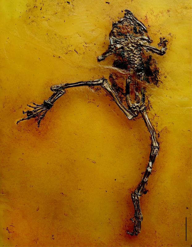 Landlebender Frosch Eopelobates wagneri mit Weichteilerhaltung im Rumpfbereich. Maßstab: 5 cm. 