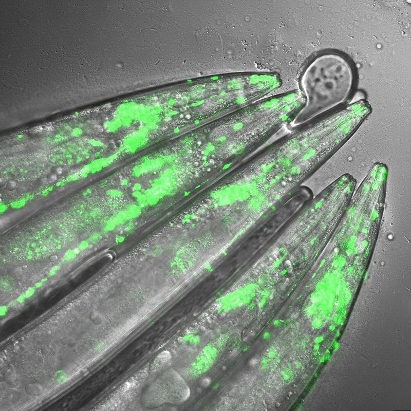  Der Modellorganismus C. elegans mit mutiertem Huntington Gen unter dem Mikroskop. Das Ausschalten des Schutz-Proteins UBR5 führte zu einem drastischen Anstieg des