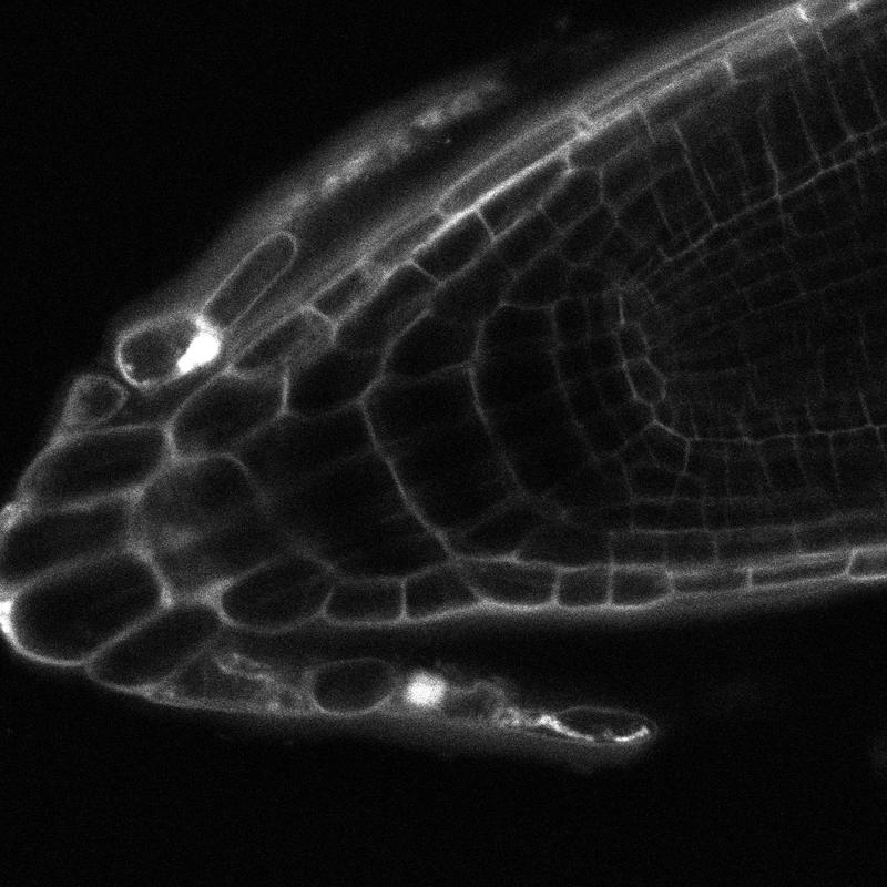 Root cap peeling off at the tip of an Arabidopsis root