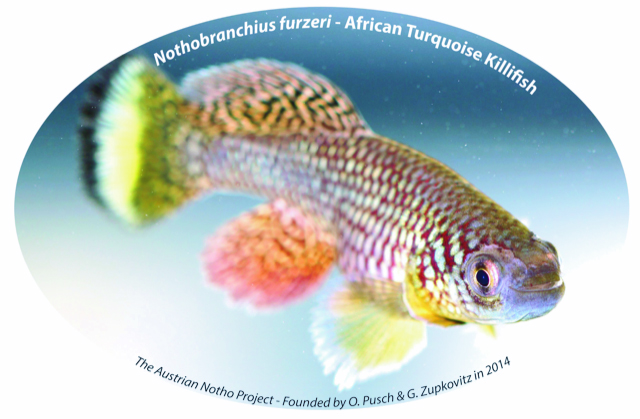 An important aging mechanism, a permanent reduction of histone deacetylases, was recently identified in the african Killifish, N. furzeri.