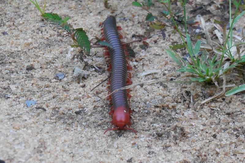 Ein Tausendfüßler (Sechelleptus spp.) im Kirindy-Wald von Madagaskar.