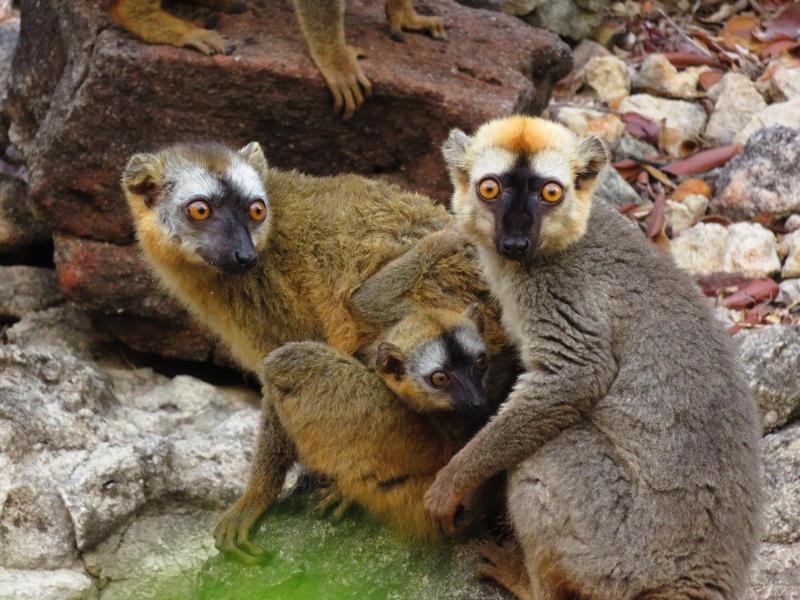 A female (left) and a male (right) red-fronted lemur with an infant (middle).