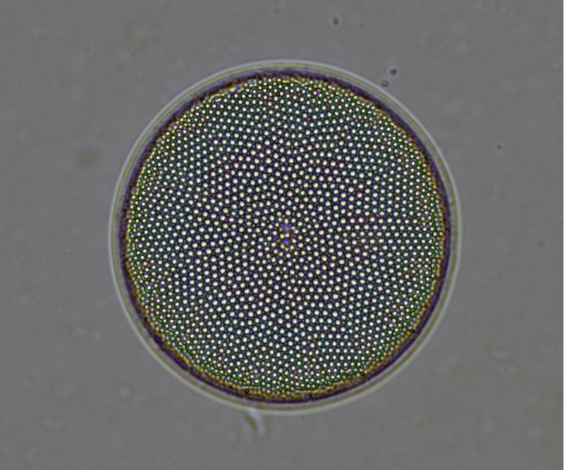 Centric diatom is one of the fossils analyzed to study the marine nitrogen cycle.