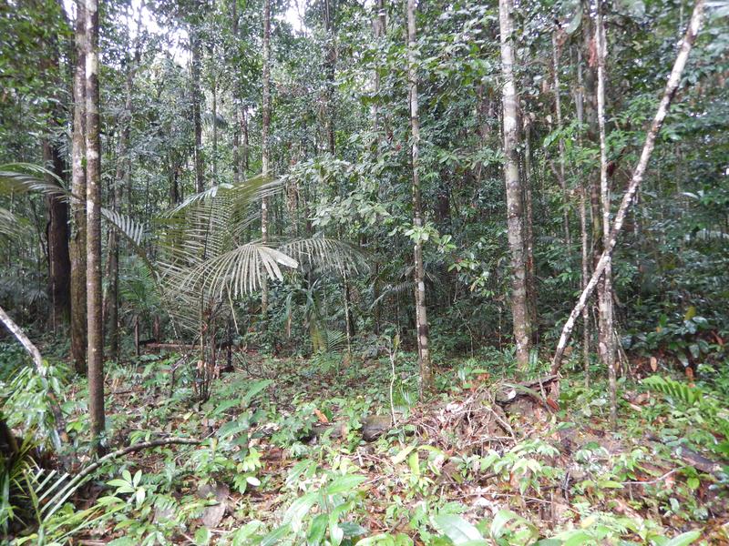 The trees of the Amazon rainforest emit huge amounts of volatile substances.