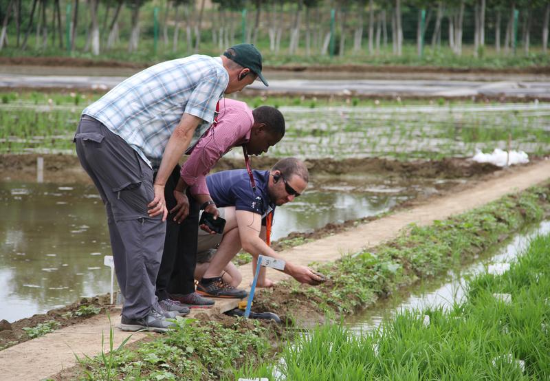Besichtigung der Reisfelder einer Forschungsstation in der Nähe von Peking