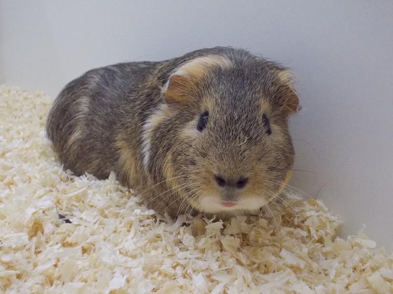 The behaviour of female Guinea pigs is significantly influenced by their sexual cycle.