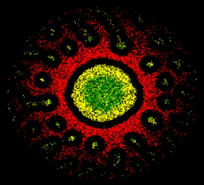 Computer-Simulation einer immunologischen Synapse im Querschnitt der Kontaktfläche mit der charakteristischen Ringstruktur aus verschiedenen Proteinen.