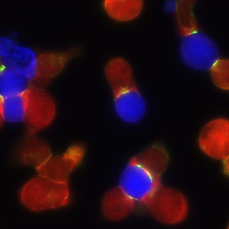 T-cells (red) and B-cells (blue) form immunological synapses at their contact point (green).