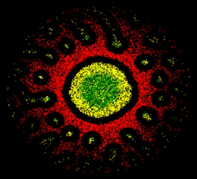 Computer simulation of an immunological synapse in the cross section of the contact surface with the characteristic ring structure formed up of different proteins.