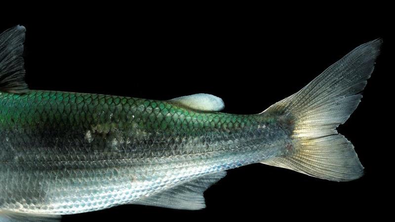 Die Fischwelt bleibt für die meisten Menschen unter der Wasseroberfläche verborgen.