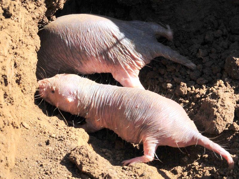 Nacktmulle gelten als langlebig. Im Vergleich kurzlebiger zu langlebiger Spezies können Unterschiede in der molekularen und genetischen Ausstattung einen Weg zum langen, gesunden Leben zeigen.