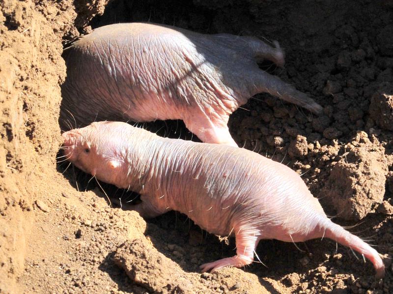 Naked mole-rats remain fertile and healthy throughout their long life. An ideal model organism in aging research to reveal differences of characteristics between long- and short-lived species.