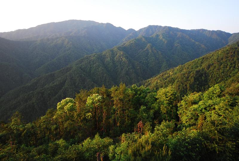 Subtropical forests like this one in East China (Gutianshan Reserve) have a high species richness.