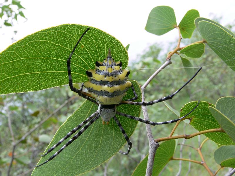 Spiders and other animals are important for forest ecosystems.
