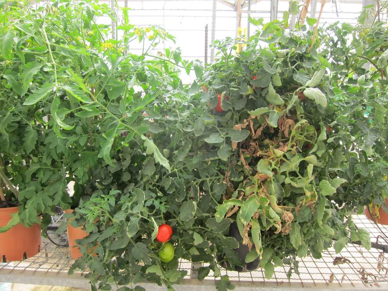 Hitzegeschädigte Tomatenpflanzen im Gewächshaus in der Negev-Wüste. 