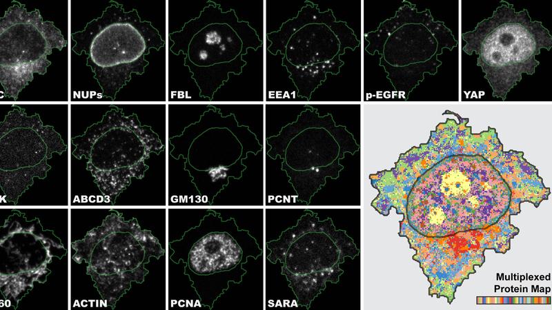 4i ist das erste bildgebende Verfahren, das eine enorm vielschichtige Ansicht einer Probe ermöglicht und mit multiplexierten Informationen auf der Gewebe-, Zell- und Organell-Ebene verbindet.