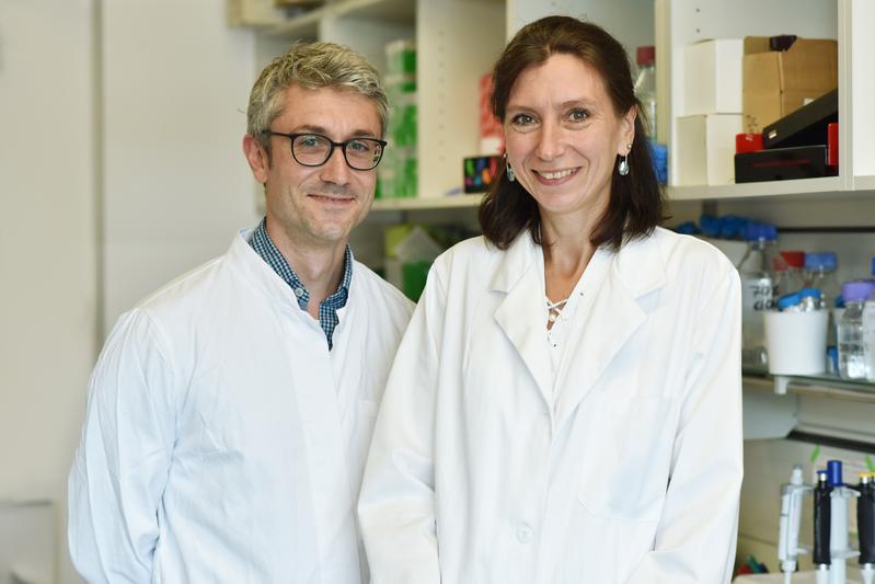 Prof. Dr. Tobias Bäuerle und Prof. Dr. Aline Bozec wollen verstehen, warum Tumorzellen im Knochenmark „Winterschlaf“ halten. 