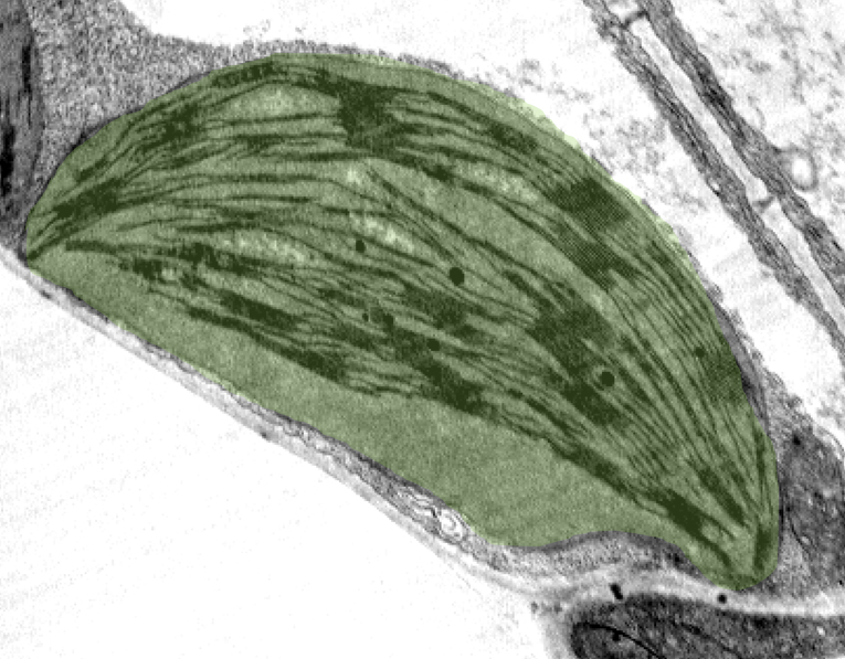 The microscopic image shows a chloroplast in which the photosynthesis takes place.