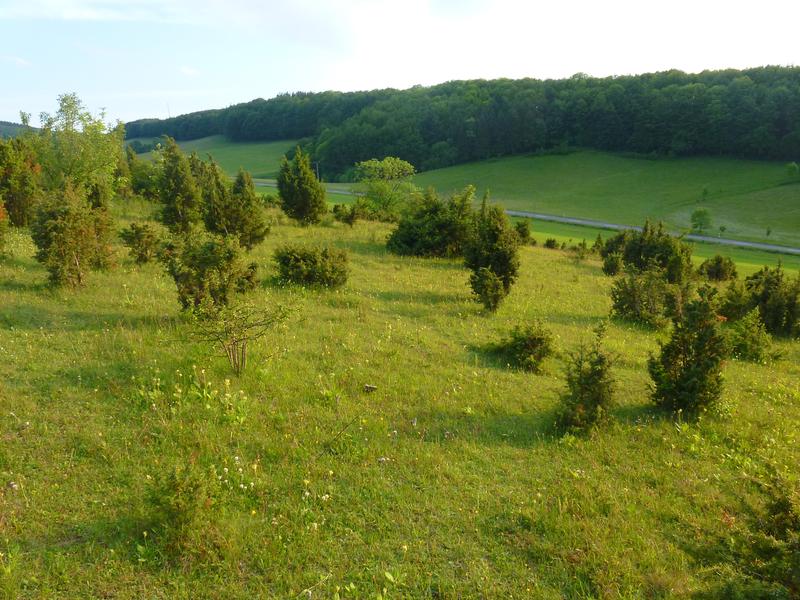 Kalkmagerrasen bei Göttingen