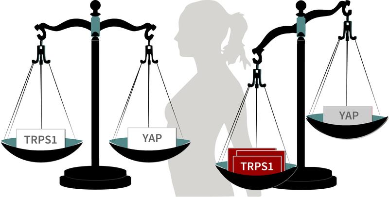 The protein TRPS1 controls the activity of the YAP protein in breast cancer. If YAP is downregulated, the survival prognosis for patients is reduced. If TRPS1 is missing, less tumors are occuring.
