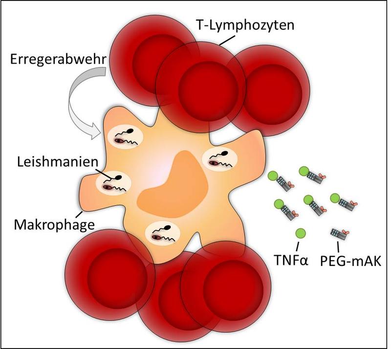 Monoklonale Antikörper (mAK) gegen TNFα beeinflussen die Abwehr einer Leishmanien-Infektion unterschiedlich stark.