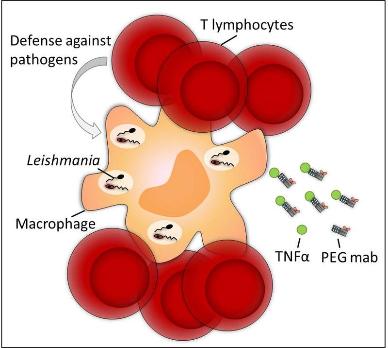 Monoclonal antibodies (mabs) against TNFα influence the defense against a leishmania infection at different rates. 