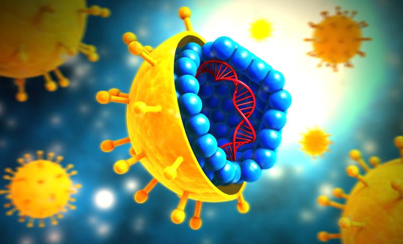 Ein Modell des Hepatitis-C-Virus'