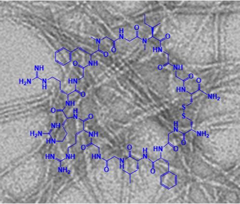 Eine neue Klasse von designten makrozyklischen Peptiden wurde entwickelt, die hochpotente Hemmstoffe der Amyloidplaque-Bildung darstellen.