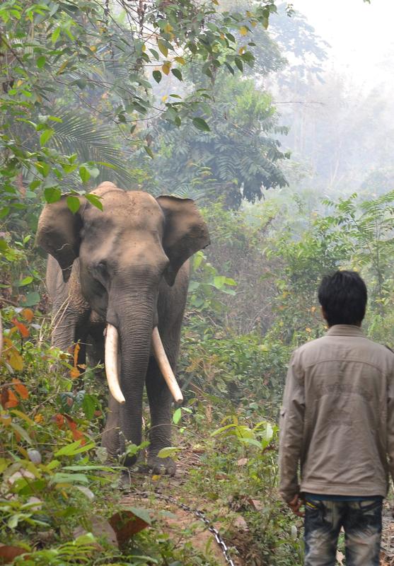 Wild gefangene Elefanten in Myanmar verbringen ihre Freizeit in nahegelegen Wäldern